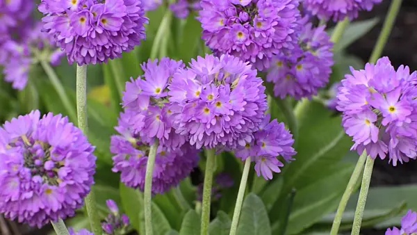 506105 - Drumstick primrose (Primula denticulata)