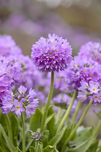 519038 - Drumstick primrose (Primula denticulata)