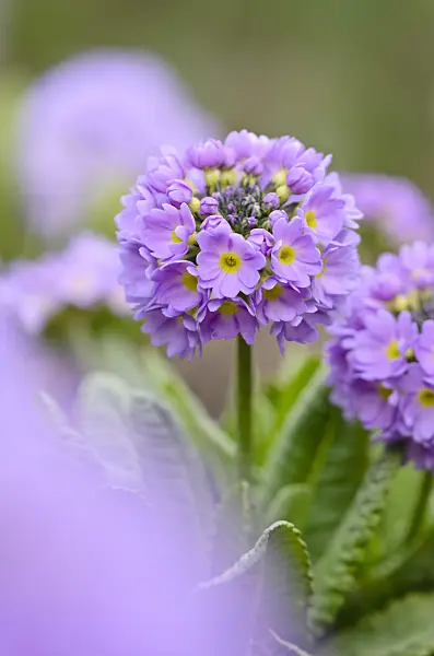 519039 - Drumstick primrose (Primula denticulata)