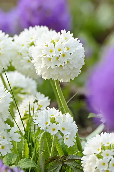 483151 - Drumstick primrose (Primula denticulata 'Alba')