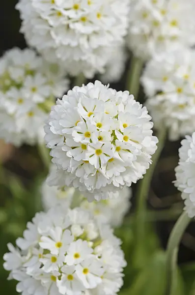 520012 - Drumstick primrose (Primula denticulata 'Alba')