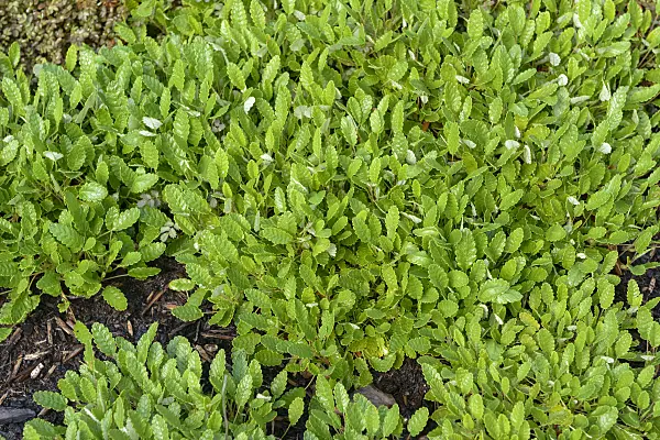 575084 - Dryade (Dryas x suendermannii)