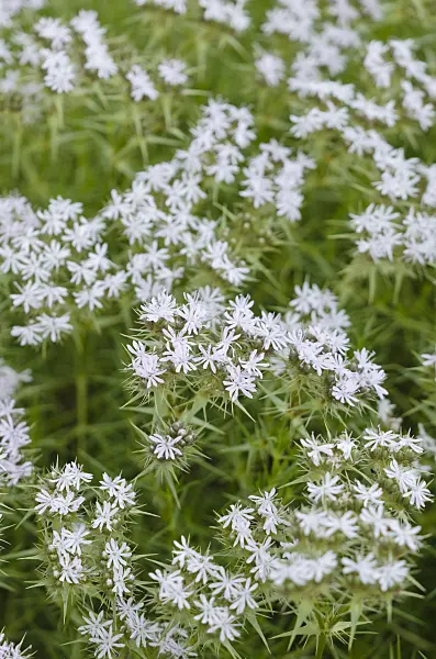 534003 - Drypis spinosa