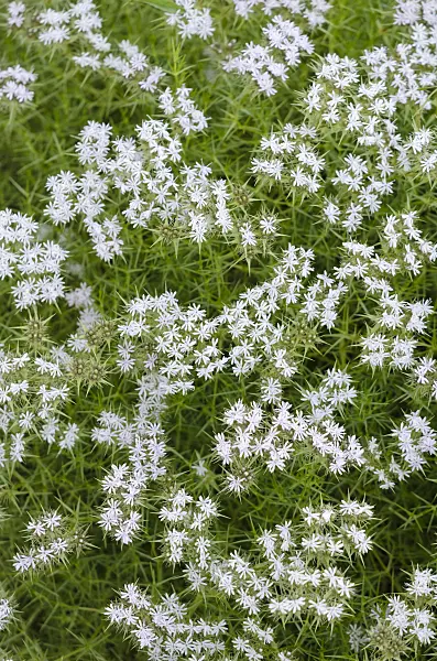 534004 - Drypis spinosa