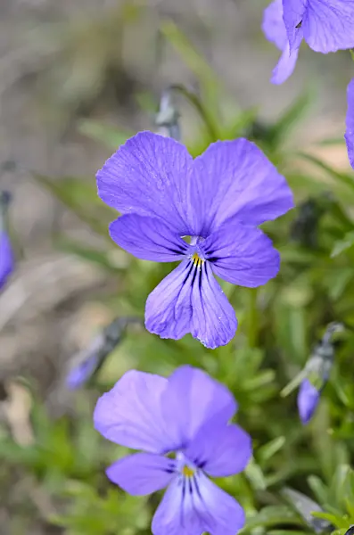 519067 - Duby's violet (Viola dubyana)