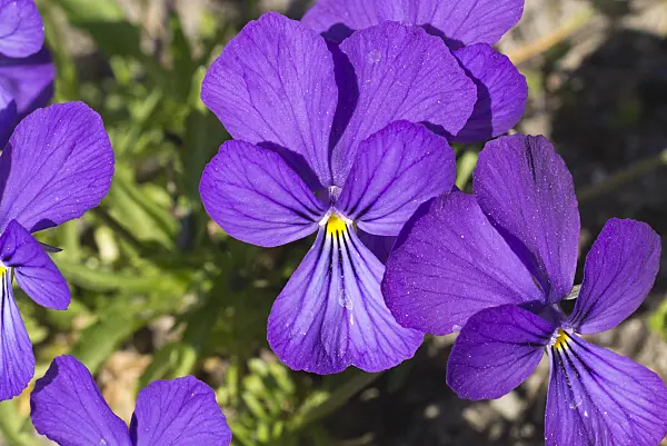 608038 - Duby's violet (Viola dubyana)
