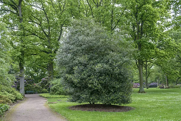 558171 - Duftblüte (Osmanthus heterophyllus)