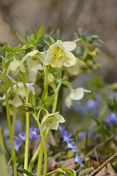 519022 - Duftende Nieswurz (Helleborus odorus)
