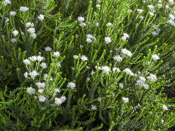 458003 - Duftraute (Agathosma serphyllacea)
