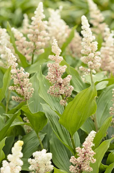 533279 - Duftsiegel (Maianthemum racemosum syn. Smilacina racemosa)