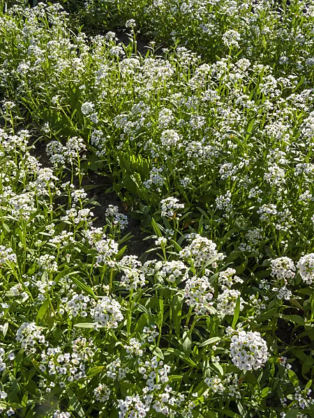 414187 - Duftsteinrich (Lobularia maritima)