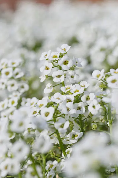 476270 - Duftsteinrich (Lobularia maritima)