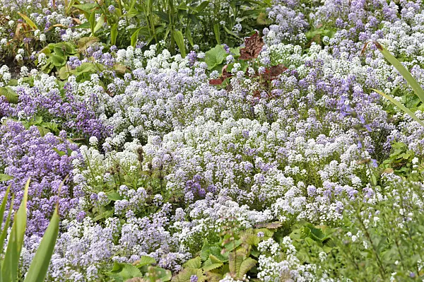 487134 - Duftsteinrich (Lobularia maritima)