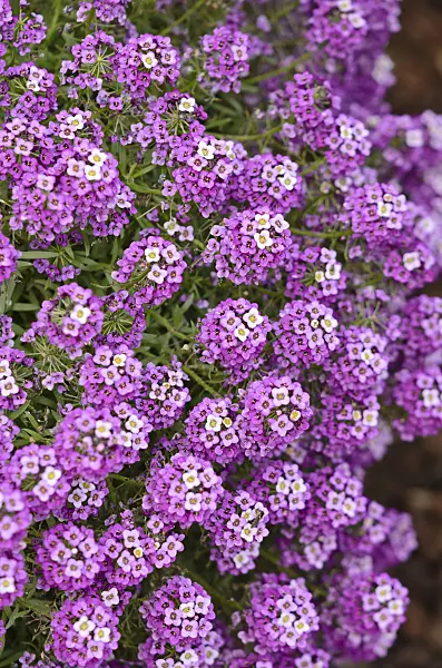525161 - Duftsteinrich (Lobularia maritima)