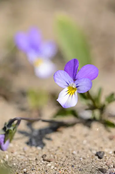 533578 - Dune pansy (Viola tricolor subsp. curtisii)
