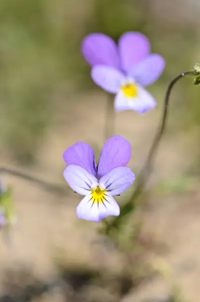 533579 - Dune pansy (Viola tricolor subsp. curtisii)
