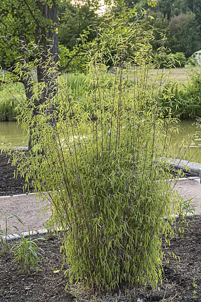 651267 - Dunkelgrüner Schirmbambus (Fargesia nitida 'Jiuzhaigou 1')