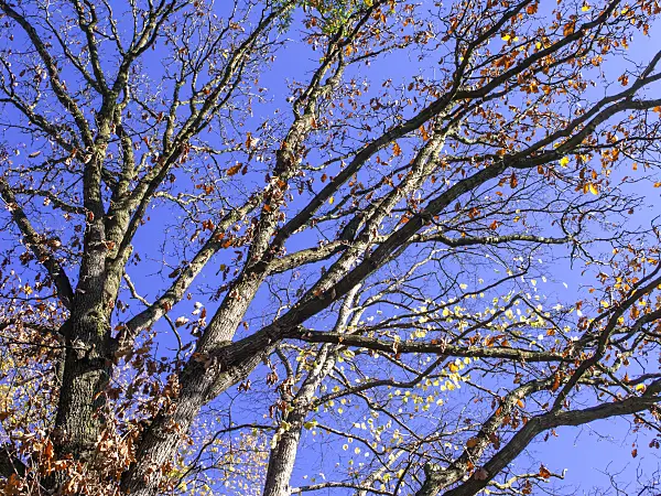 465236 - Durmast oak (Quercus petraea)