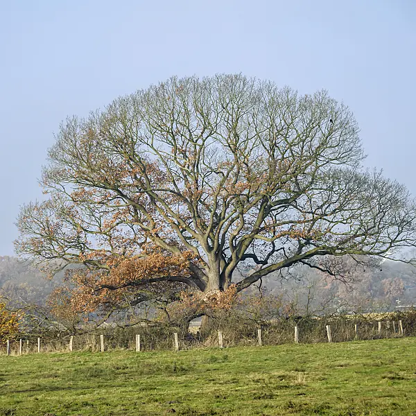 558205 - Durmast oak (Quercus petraea)