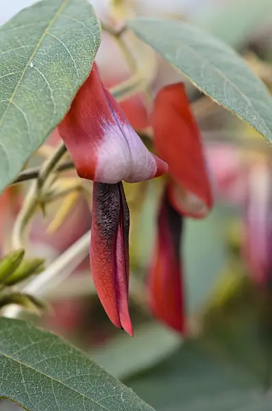 518133 - Dusky coral pea (Kennedia rubicunda)