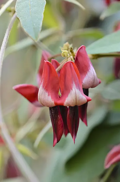518140 - Dusky coral pea (Kennedia rubicunda)