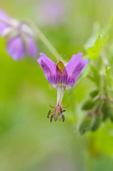 484120 - Dusky cranesbill (Geranium phaeum)