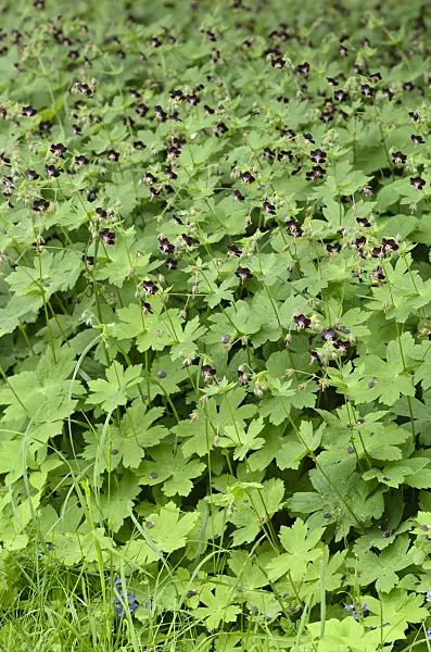 520288 - Dusky cranesbill (Geranium phaeum)