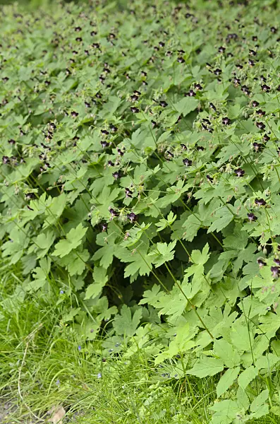 520289 - Dusky cranesbill (Geranium phaeum)