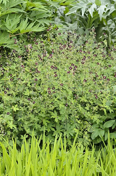 533280 - Dusky cranesbill (Geranium phaeum)
