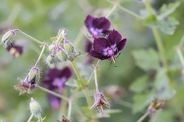 638106 - Dusky cranesbill (Geranium phaeum)