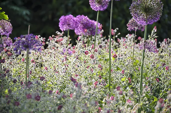 517440 - Dusky cranesbill (Geranium phaeum) and flowering onion (Allium aflatunense)
