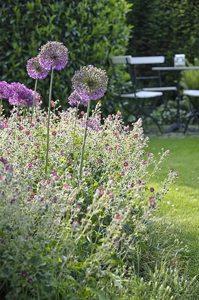 517441 - Dusky cranesbill (Geranium phaeum) and flowering onion (Allium aflatunense)