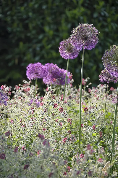517442 - Dusky cranesbill (Geranium phaeum) and flowering onion (Allium aflatunense)