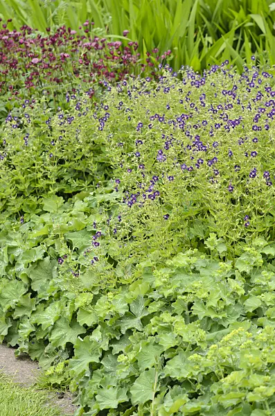 533518 - Dusky cranesbill (Geranium phaeum) and lady's mantle (Alchemilla)