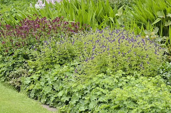 533519 - Dusky cranesbill (Geranium phaeum) and lady's mantle (Alchemilla)