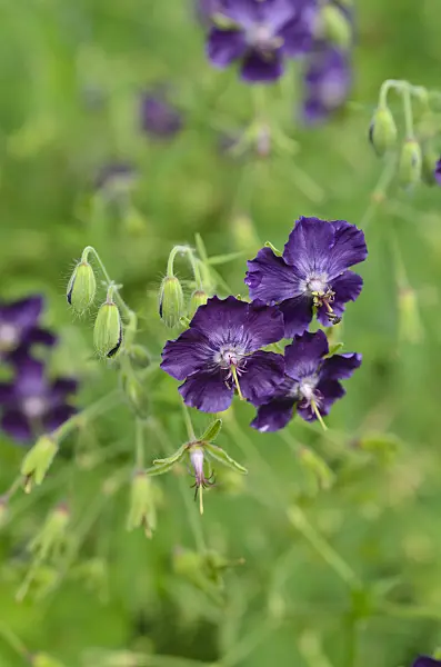 496404 - Dusky cranesbill (Geranium phaeum 'Lily Lovell')