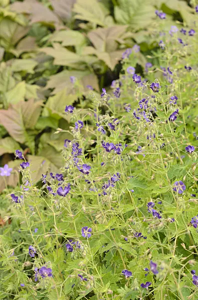 533325 - Dusky cranesbill (Geranium phaeum 'Lily Lovell')