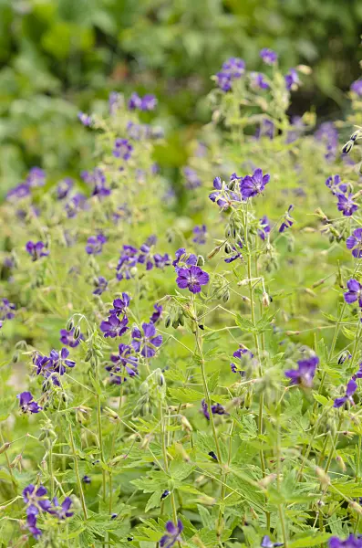 533326 - Dusky cranesbill (Geranium phaeum 'Lily Lovell')
