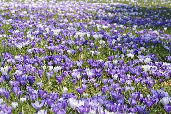 471005 - Dutch crocus (Crocus vernus)