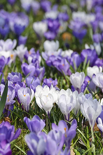 471006 - Dutch crocus (Crocus vernus)