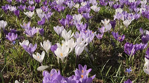 494125 - Dutch crocus (Crocus vernus)