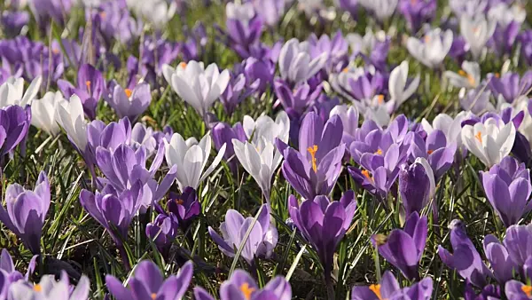 494127 - Dutch crocus (Crocus vernus)