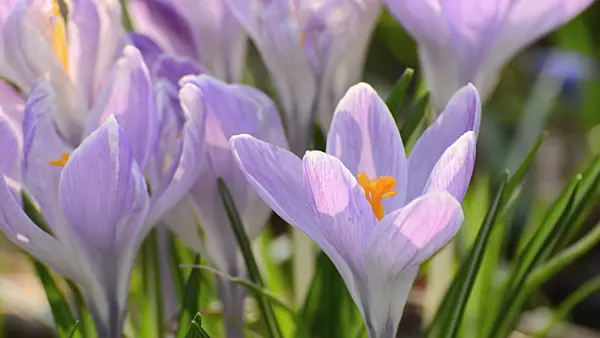 506041 - Dutch crocus (Crocus vernus)