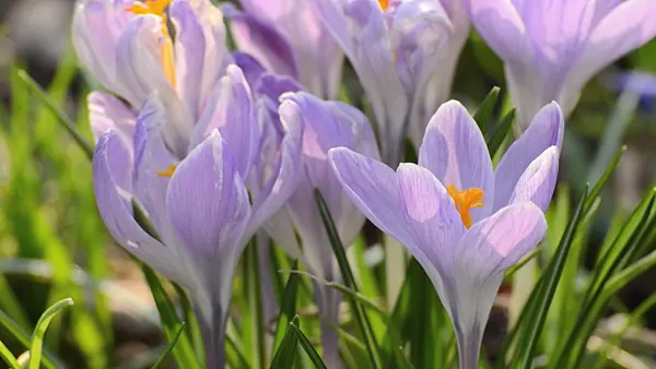 506042 - Dutch crocus (Crocus vernus)