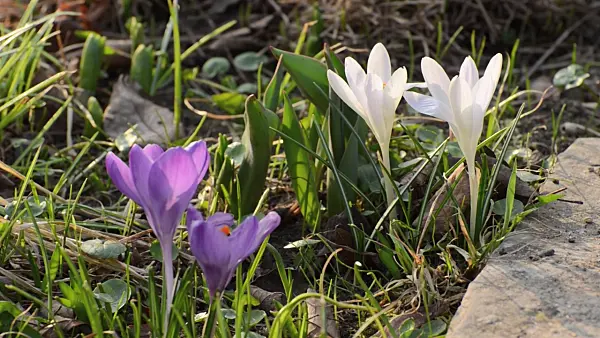 506043 - Dutch crocus (Crocus vernus)