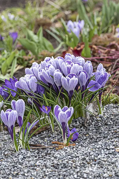 651203 - Dutch crocus (Crocus vernus 'Pickwick')