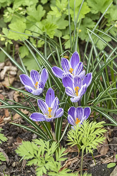 651204 - Dutch crocus (Crocus vernus 'Pickwick')