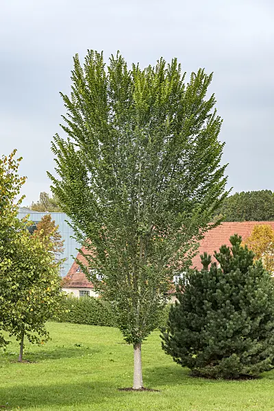 625386 - Dutch elm (Ulmus x hollandica 'Lobel')