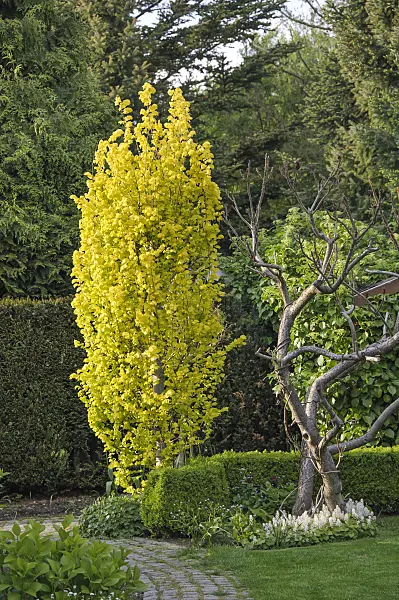 517253 - Dutch elm (Ulmus x hollandica 'Wredei')