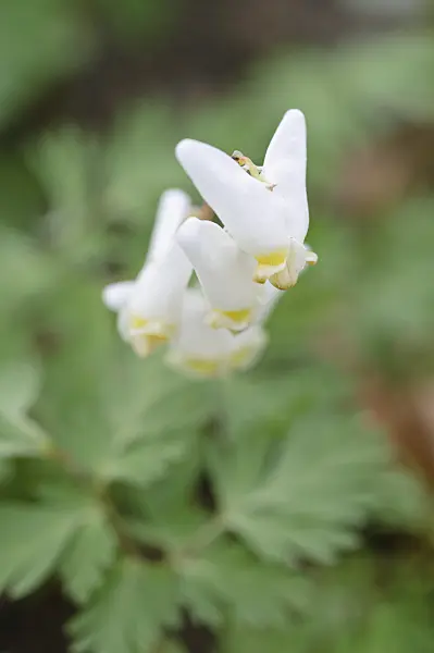 471101 - Dutchman's breeches (Dicentra cucullaria)